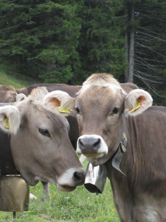 Gaestehaus Bergfrieden Bolsterlang Exteriör bild